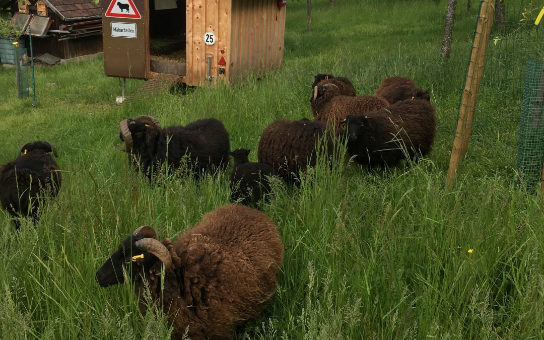 Braune Schafe auf einer Weide